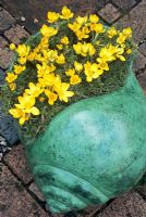 Giant terracotta snail shell planted with Crocus 'Mammoth Yellow' and mulched with moss