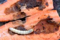 Swift Moth Caterpillar in carrot