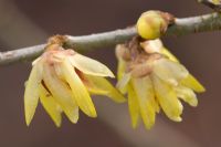 Chimonanthus praecox 'Grandiflorus' 