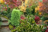 Acers and many evergreens, conifers, deciduous trees and shrubs grown for their foliage, showing stunning autumnal tints and hues - Four Seasons Garden NGS, Walsall, Staffordshire 