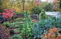 Kitchen garden in autumn with Acers, many deciduous trees, shrubs, some showing stunning autumnal tints and hues - Four Seasons Garden NGS, Walsall, Staffordshire 