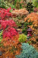 Japanese style garden with Acers and many evergreens, conifers, deciduous trees and shrubs grown for their foliage, showing stunning autumnal tints and hues - Four Seasons Garden NGS, Walsall, Staffordshire 