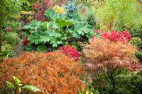 Acers and many evergreens, Gunnera, Conifers, deciduous trees and shrubs grown for their foliage, showing stunning autumnal tints and hues - Four Seasons Garden NGS, Walsall, Staffordshire 