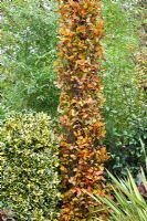 Columnar Fagus sylvatica 'Dawyck Gold' in autumn - Four Seasons Garden NGS, Staffordshire