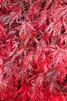 Acer palmatum dissectum 'Crimson Queen' - Weeping Red Laceleaf, Cutleaf or Threadleaf Japanese Maple