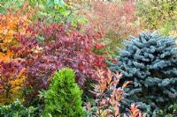 Acers, conifers, deciduous trees and shrubs grown for their foliage, showing stunning autumnal tints and hues - Four Seasons Garden NGS, Walsall, Staffordshire 