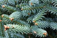 Abies pinsapo 'Glauca' in autumn at Four Seasons Garden NGS, Walsall, Staffordshire