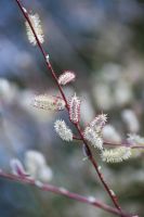 Catkins of Salix 'Nancy Saunders' in Spring