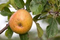 Apple 'Dutch Mignonne'