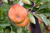 Apple 'Woolbrook Pippin'