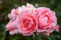 Rosa L'Aimant' (Harzola)