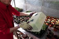 Senior female placing propagator lid over newly pricked out Aquilegias