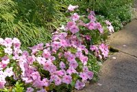 Impatiens growing on the edge of a border by a path 