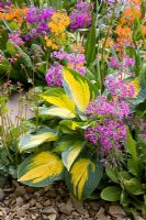 Primula bulleyana, Primula florindae and Hosta - The Hesco Garden, sponsored by HESCO Bastion and Leeds City Council - Silver-Gilt medal winner at RHS Chelsea Flower Show 2009 