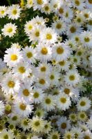 Chrysanthemum 'Wedding day'