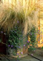 Stipa tenuissima and purple trailing plant in a recycled bin