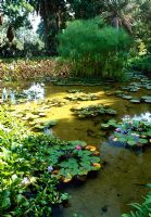 Nymphaea and Cyperus papyrus in a large pond