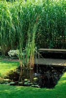 Small square pond in lawn with bull rushes, Nymphaea and seating area 