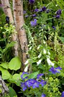 Mixed border of Betula underplanted with Matthiasella bupleuroides, Hosta, Digitalis 'Snow Timble', Aquilegia 'Blue Barlow', Alchemilla mollis and Geranium himalayense 'Gravetye'