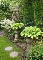 Hosta in twin pots in early summer at Dorset House NGS, Staffordshire 