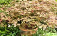 Acer palmatum 'Chitoseyama in a pot in early summer at Dorset House NGS, Staffordshire
