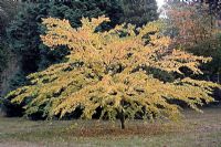 Acer crataegifolium 'Veitchii' showing autumn colour at RHS Wisley