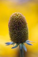 Rudbeckia 'Herbstonne' seedhead