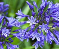 Agapanthus 'Headbourne Hybrids'- African Blue Lily in late summer at Lilac Cottage