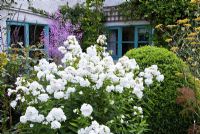 Phlox Paniculata 'David' in border with Thalictrum in late summer at Lilac Cottage