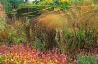 Seedheads of perennials and grasses including Tricyrtis, Miscanthus, Echinacea, Astilbe, Molinia, Digitalis and Actaea with an undulating Taxus hedge in Autumn at Piet Oudolf's garden, Hummelo, The Netherlands