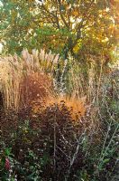 Seedheads and autumn foliage of grasses and perennials including Perovskia, Origanum, Miscanthus sinensis, Molinia and Gaura lindheimeri in Piet Oudolf's garden, Hummelo, The Netherlands