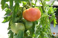 Lycopersicum - Tomato 'Rose de Berne'