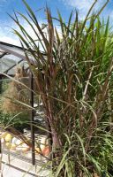 Cordyline planted to shade greenhouse