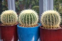 Echinocactus grusonii in ceramic pots in the conservatory - Roof Terrace Garden 