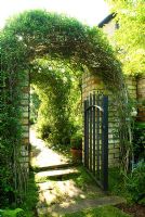 Gate in garden wall with Jasmine trained over arch - New Square, Cambridge