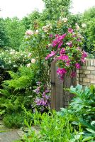 Oak gate in garden wall with climbing Roses and Clematis trained over wire arch - New Square, Cambridge
