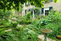 View to house from shady bed under Medlar tree planted with Ferns and other foliage plants. Stone bird bath beside path - New Square, Cambridge