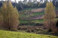 View of the mizmaze from the high bank with Poplars in foreground - Mount Ephraim garden in Kent, October 
