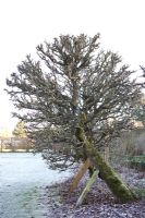 Ancient, gnarled apple tree supported by posts with frosted lawn - Rousham in Winter 