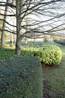 Rousham in winter.  Swathe of clipped Laurus - Laurel and Buxus - Box beneath bare deciduous trees.  Evergreen and deciduous contrast.