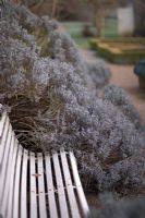 Rousham in winter.  Wooden slatted bench with mature Lavandula - Lavender enclosing it.