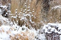 Phlomis russeliana, Sedum and grasses in snow