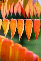 Rhus typhina - Autumn leaves