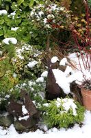 Winter interest plants grouped together in pots for mutual protection and to make a focal point in the garden. Erica - Heather, Hamamelis - Witch hazel, red stemmed Cornus- Dogwood, Skimmia japonica 'Rubella', Cryptomeria japonica 'Spiralis', Pinus mugo pumilio group, variegated Ilex- Holly grown as a standard, variegated Ivy and spotted Laurel. African metal Chicken sculptures.