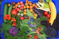 Bumper harvest of multicoloured vegetables and herbs. Kohl-rabi 'Purple Danube', yellow Courgette, yellow and red Cherry Tomatoes, purple Kale 'Redbor', Cucumbers, Climbing and Dwarf Beans, Parsley, Chives, Tropaeolum- Nasturtiums and Borage. 
