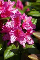 Rhododendron  'Delta'