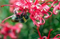 Bumble bee on a Grevillea flower