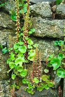 Stone wall colonised by Omphalodes - Navelwort and Umbilicus rupestris in May. Trewidden, Buryas Bridge, Penzance, Cornwall, UK