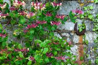 Lonicera - Honeysuckle surrounds old horseshoe in the walled garden. Trewidden, Buryas Bridge, Penzance, Cornwall, UK. May