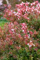 Abelia x grandiflora 'Little Richard'. The Sir Harold Hillier Gardens/Hampshire County Council, Romsey, Hants, UK. October,